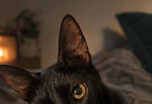 Лечебный кот