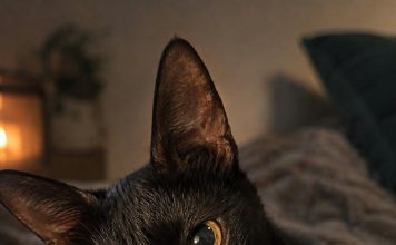 Лечебный кот