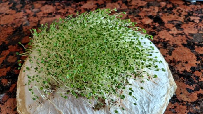 Chia691-